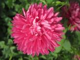 INFLORESCENCE